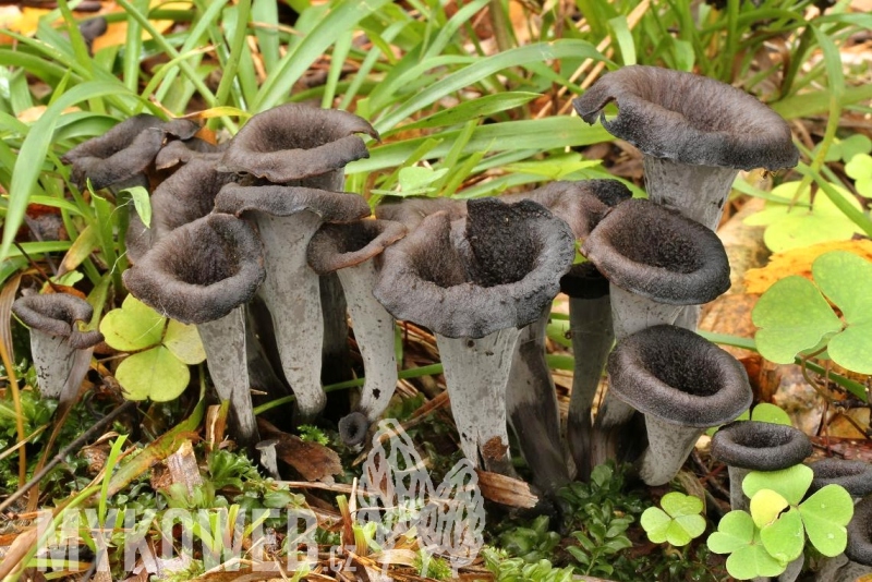 Craterellus cornucopioides