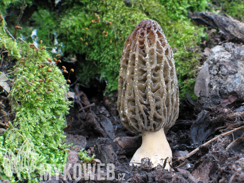 Morchella conica
