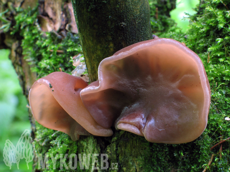 Auricularia auricula-judae