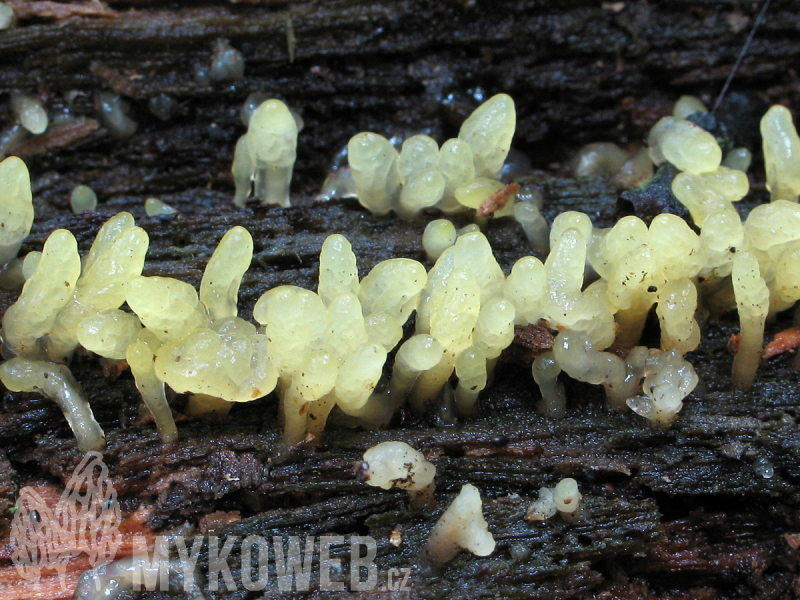 Calocera glossoides