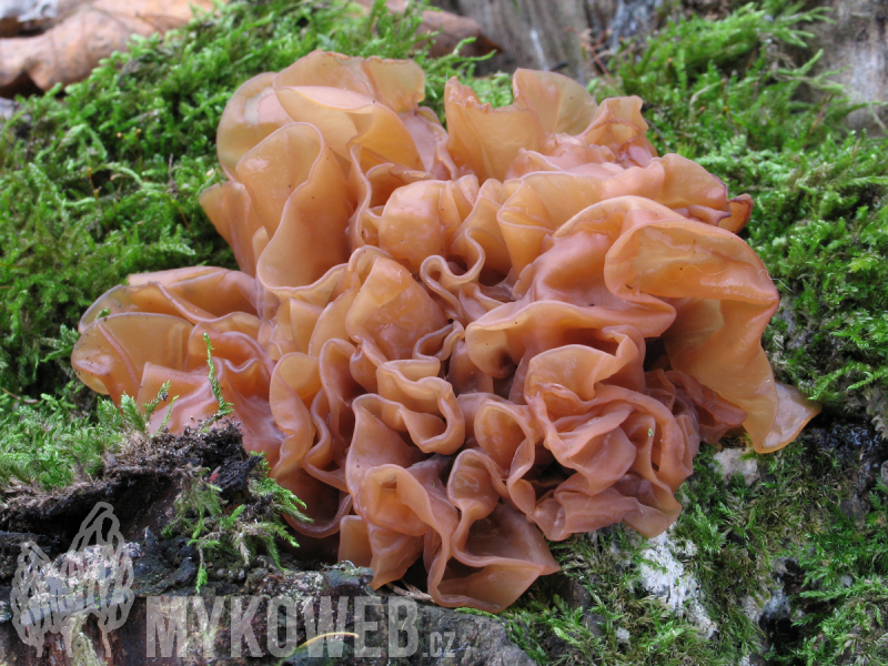 Tremella foliacea