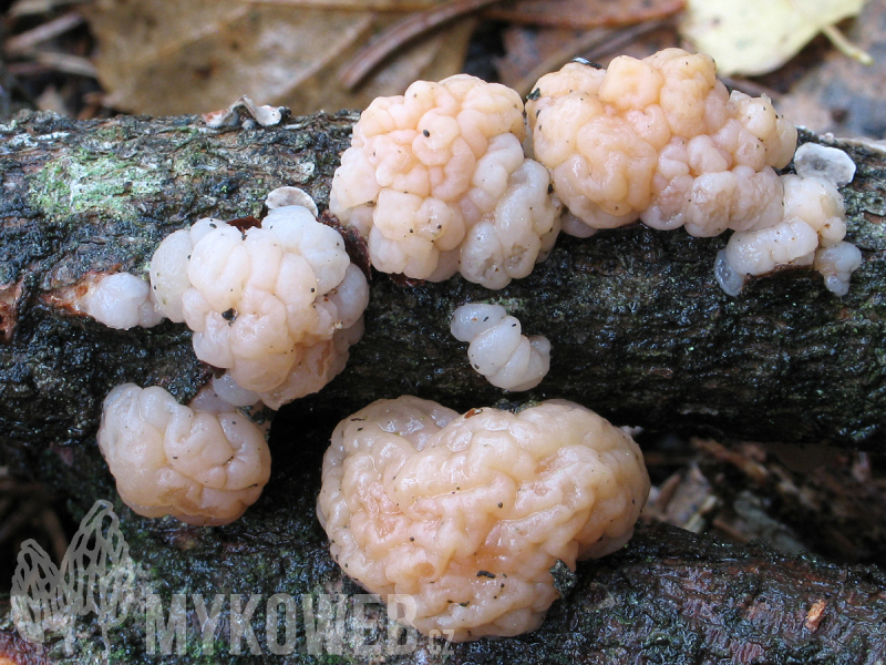 Tremella encephala