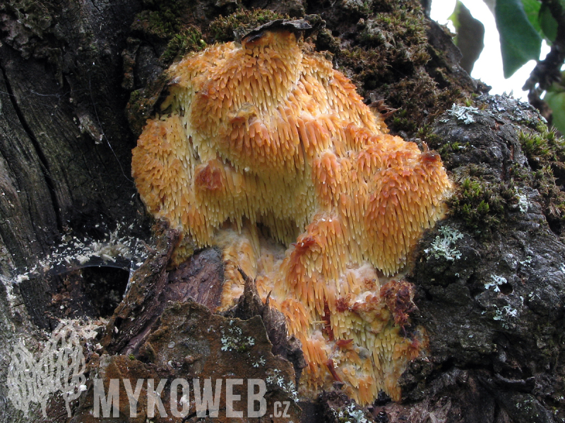 Sarcodontia crocea
