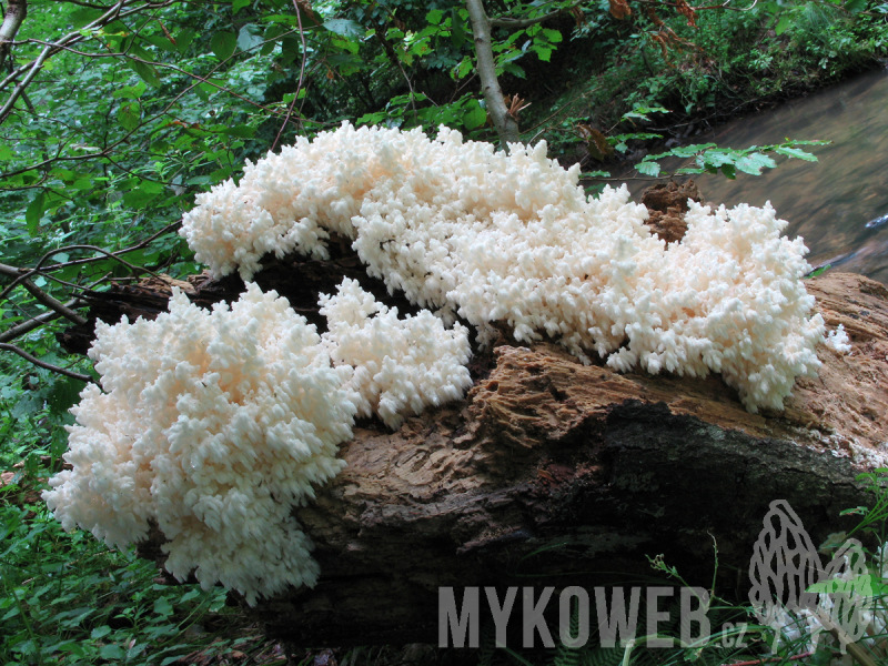 Hericium coralloides