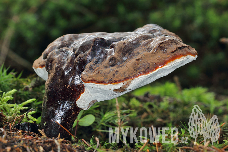 Ganoderma carnosum