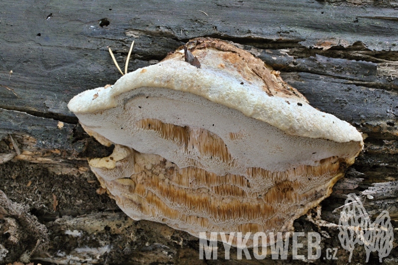 Aurantiporus fissilis