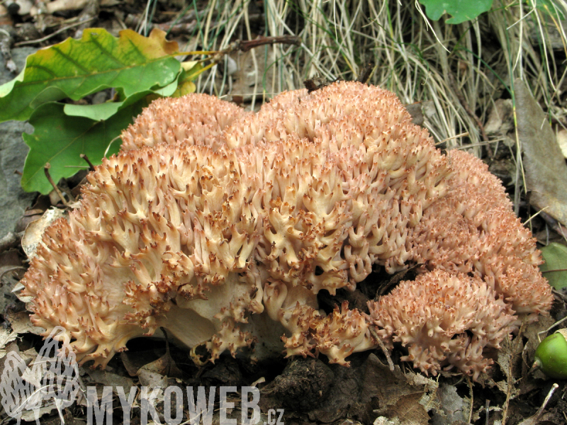 Ramaria botrytis