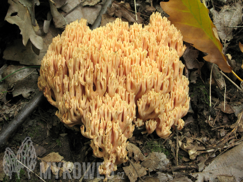Ramaria formosa