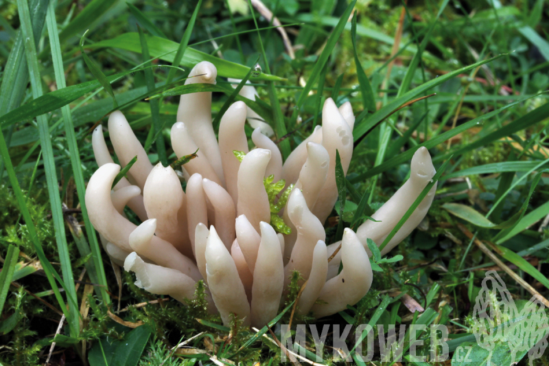 Clavaria fumosa