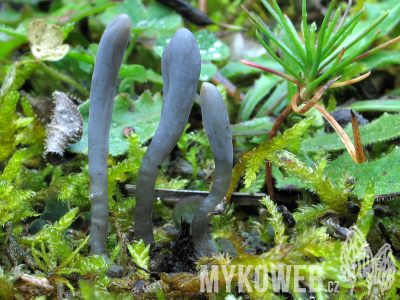 Clavaria greletii