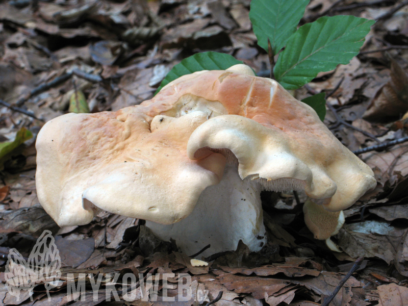 Hydnum repandum