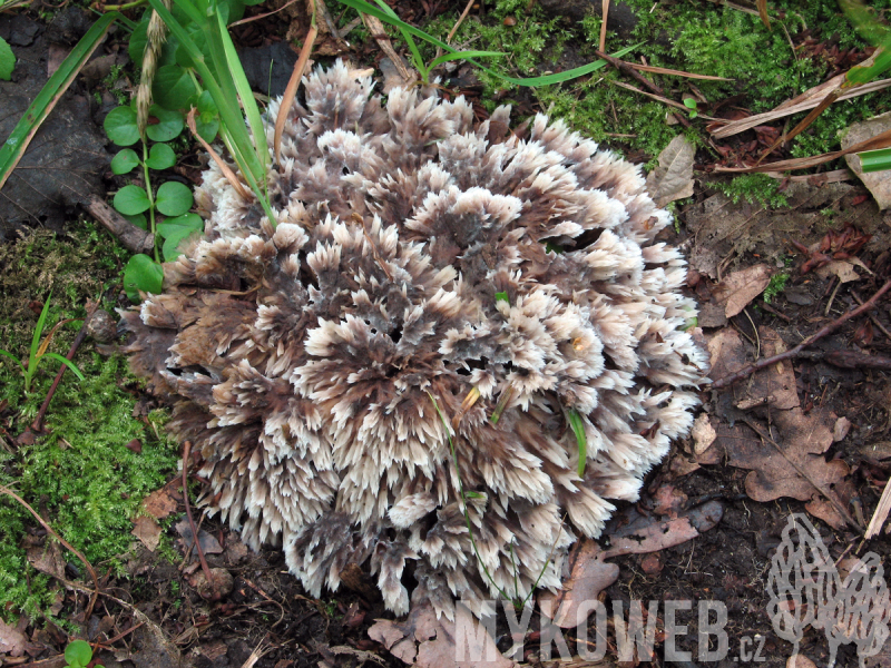 Thelephora penicillata