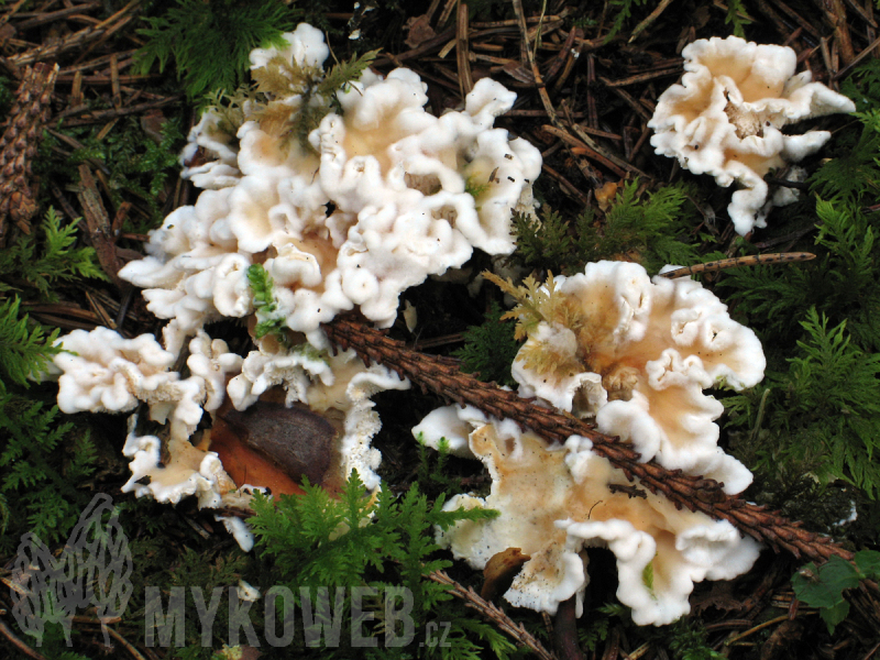 Sistotrema confluens