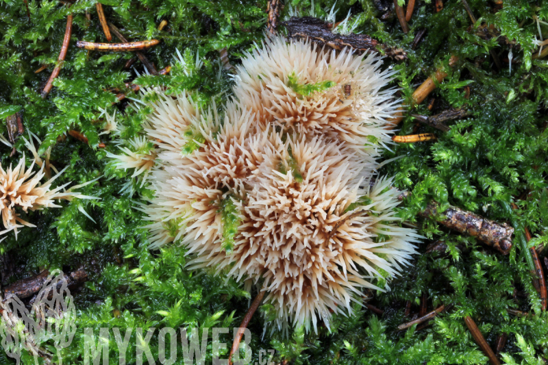 Pterula multifida