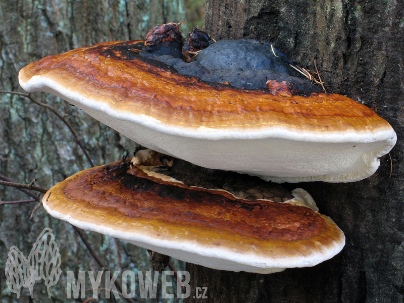 Fomitopsis pinicola