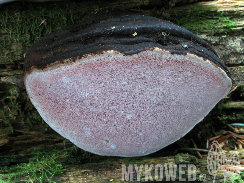 Rhodofomes roseus