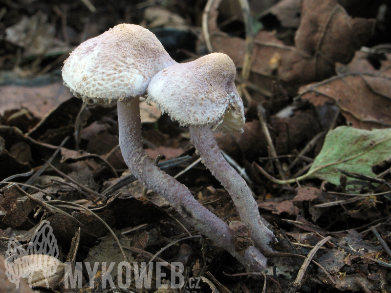 Cystolepiota bucknallii