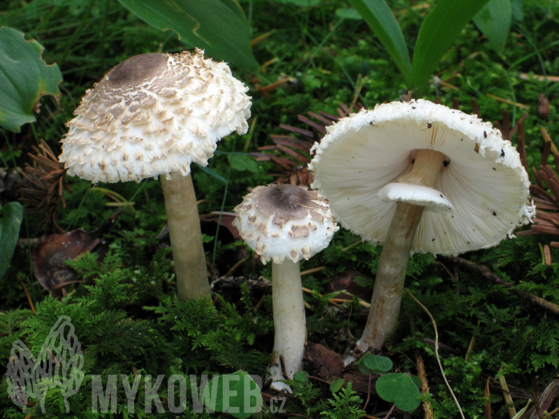 Leucoagaricus nympharum