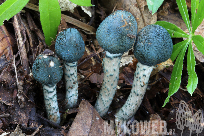 Lepiota grangei