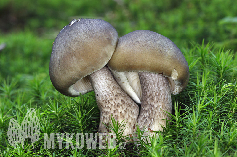 Tricholoma saponaceum