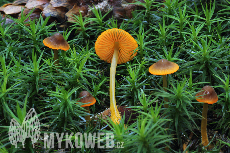 Mycena aurantiomarginata