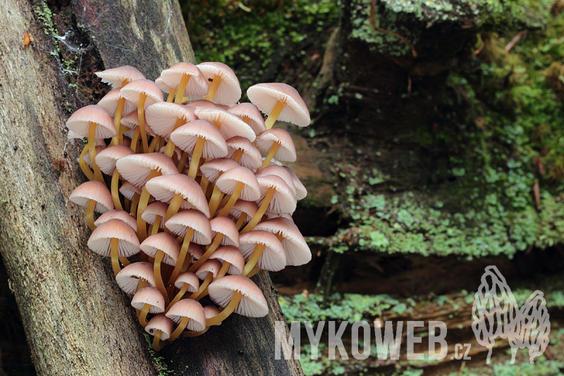 Mycena renati