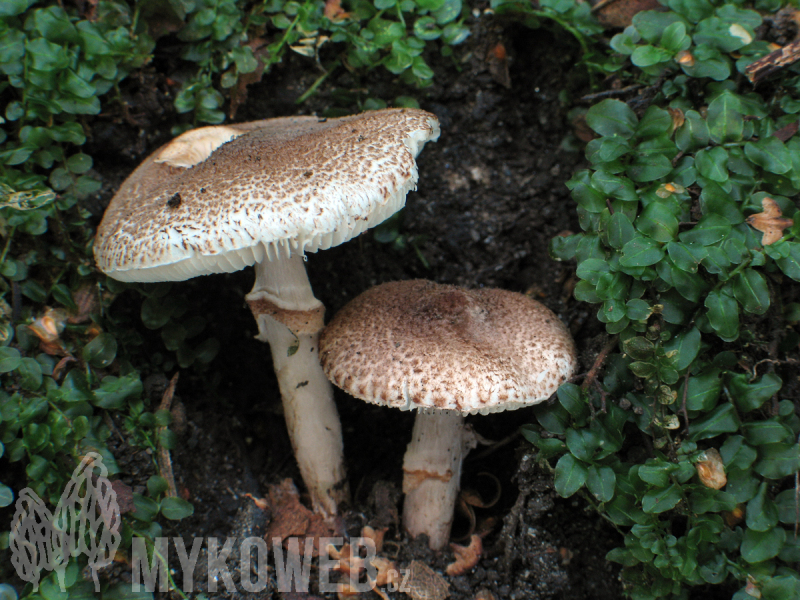 Lepiota pseudolilacea