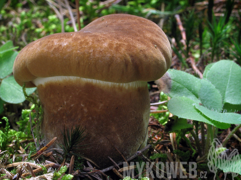 Tapinella atrotomentosa