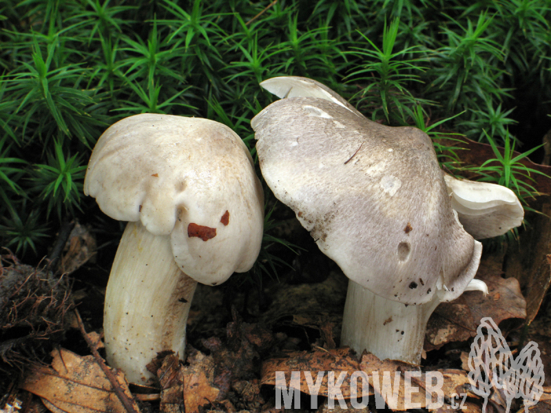 Tricholoma sciodes