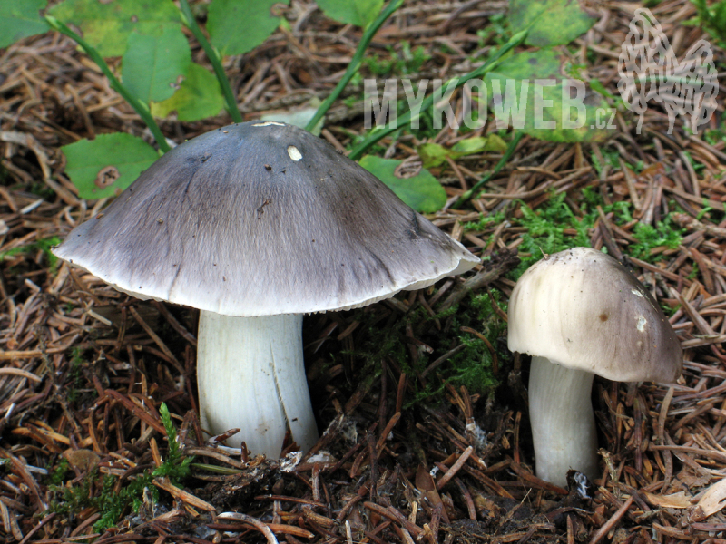 Tricholoma portentosum