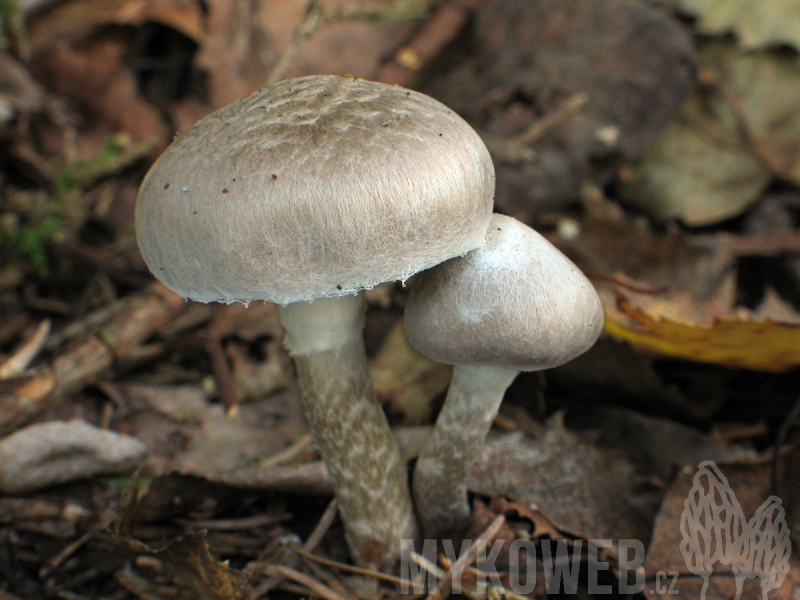 Tricholoma cingulatum