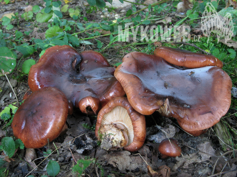 Tricholoma ustaloides