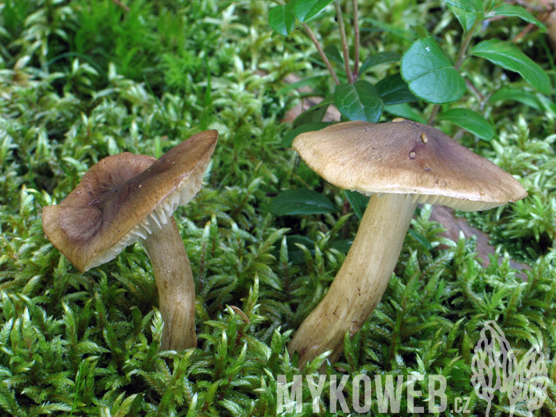 Tricholoma fucatum