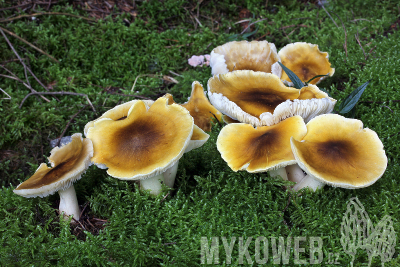 Tricholoma arvernense