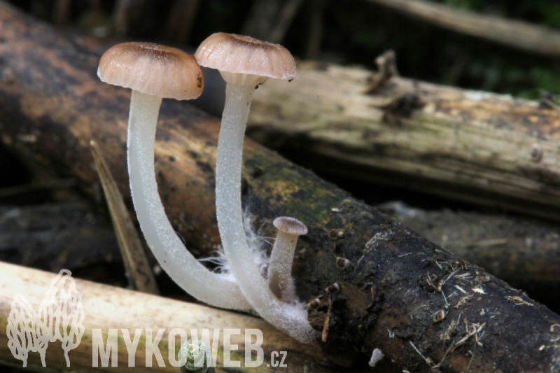 Mycena belliae