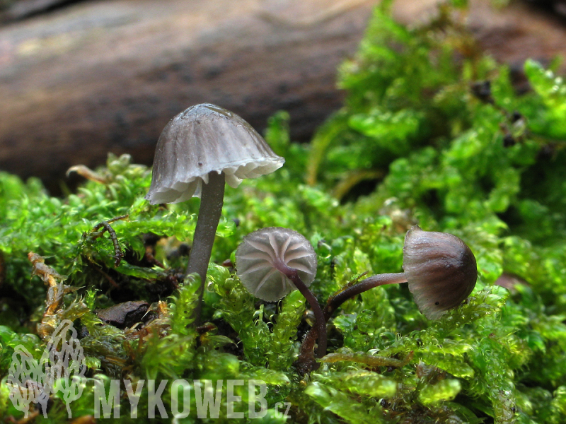 Mycena pseudocorticola