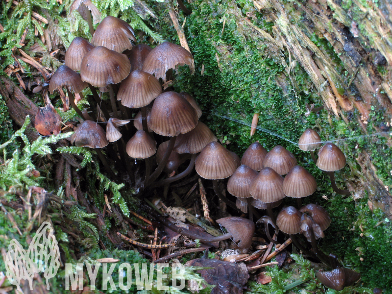 Mycena stipata