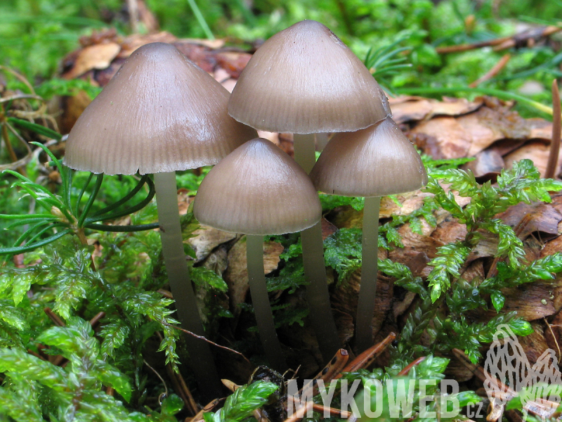 Mycena strobilicola