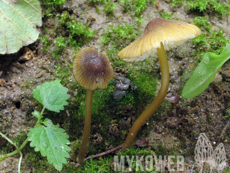 Mycena viridimarginata