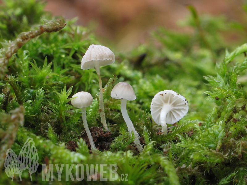 Mycena hiemalis