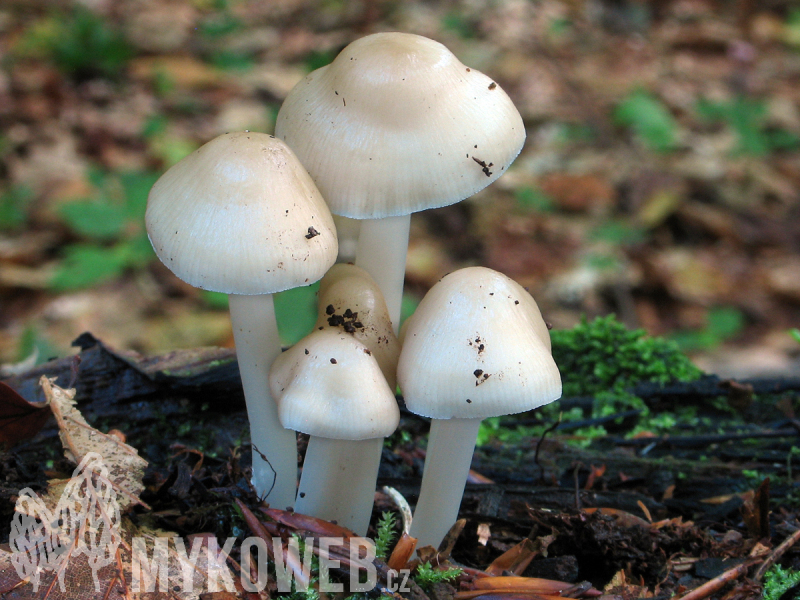 Mycena romagnesiana