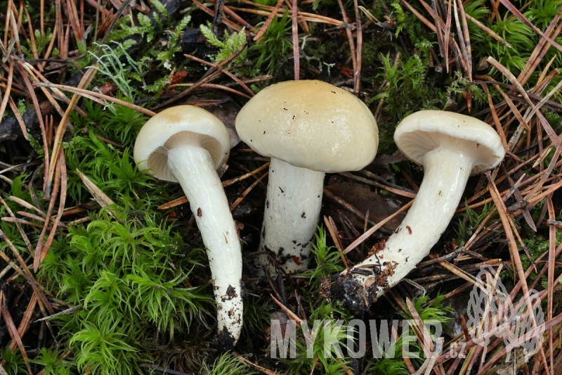 Hygrophorus gliocyclus