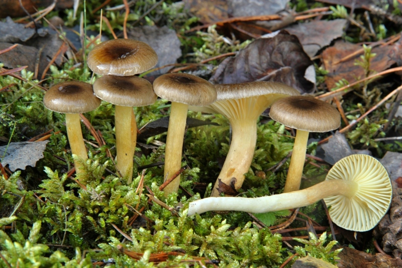 Hygrophorus hypothejus