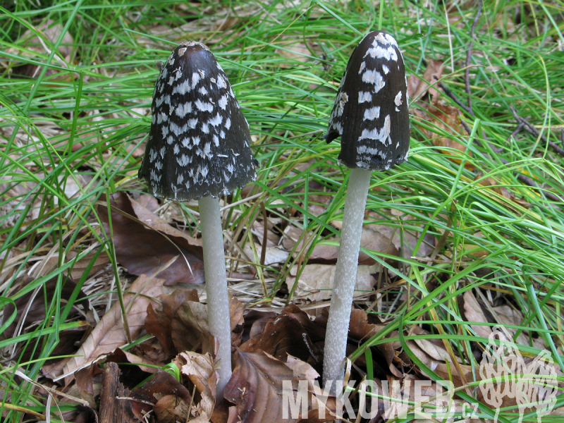 Coprinus picaceus