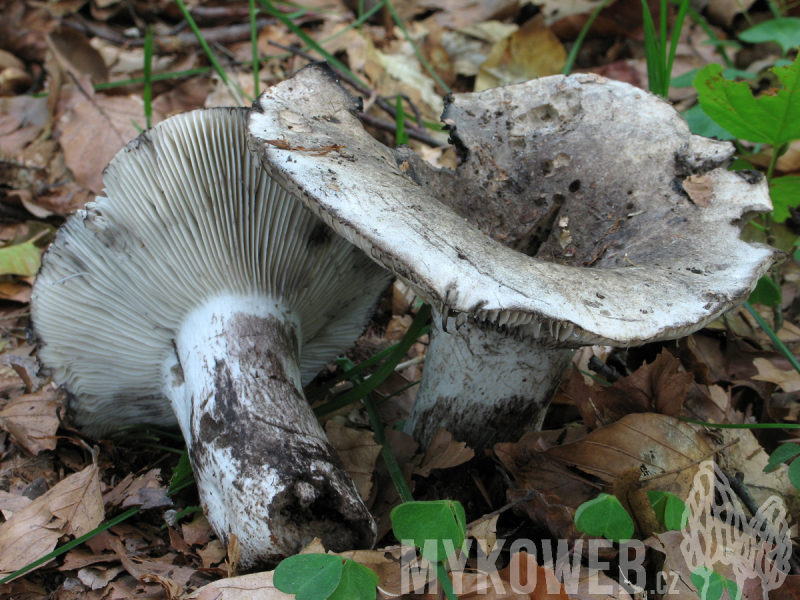 Russula albonigra