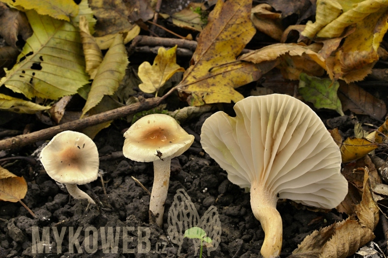 Hygrophorus lindtneri