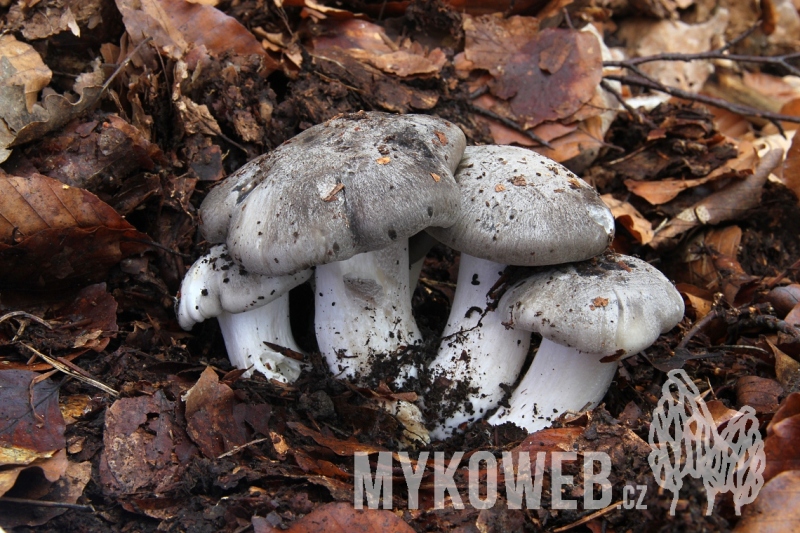 Hygrophorus marzuolus