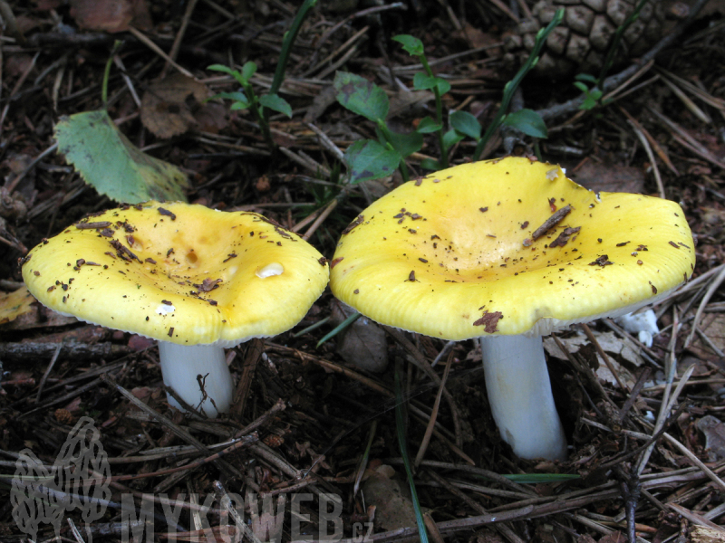 Russula claroflava