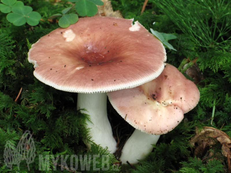 Russula vesca