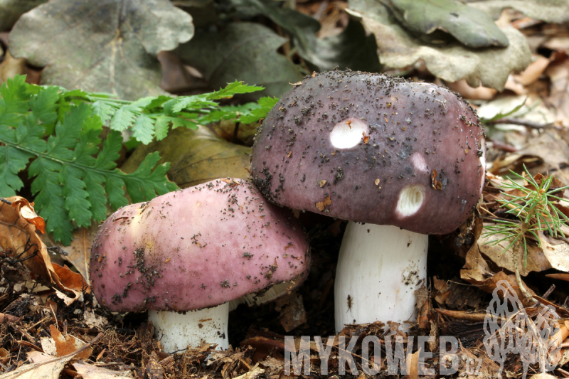 Russula cyanoxantha